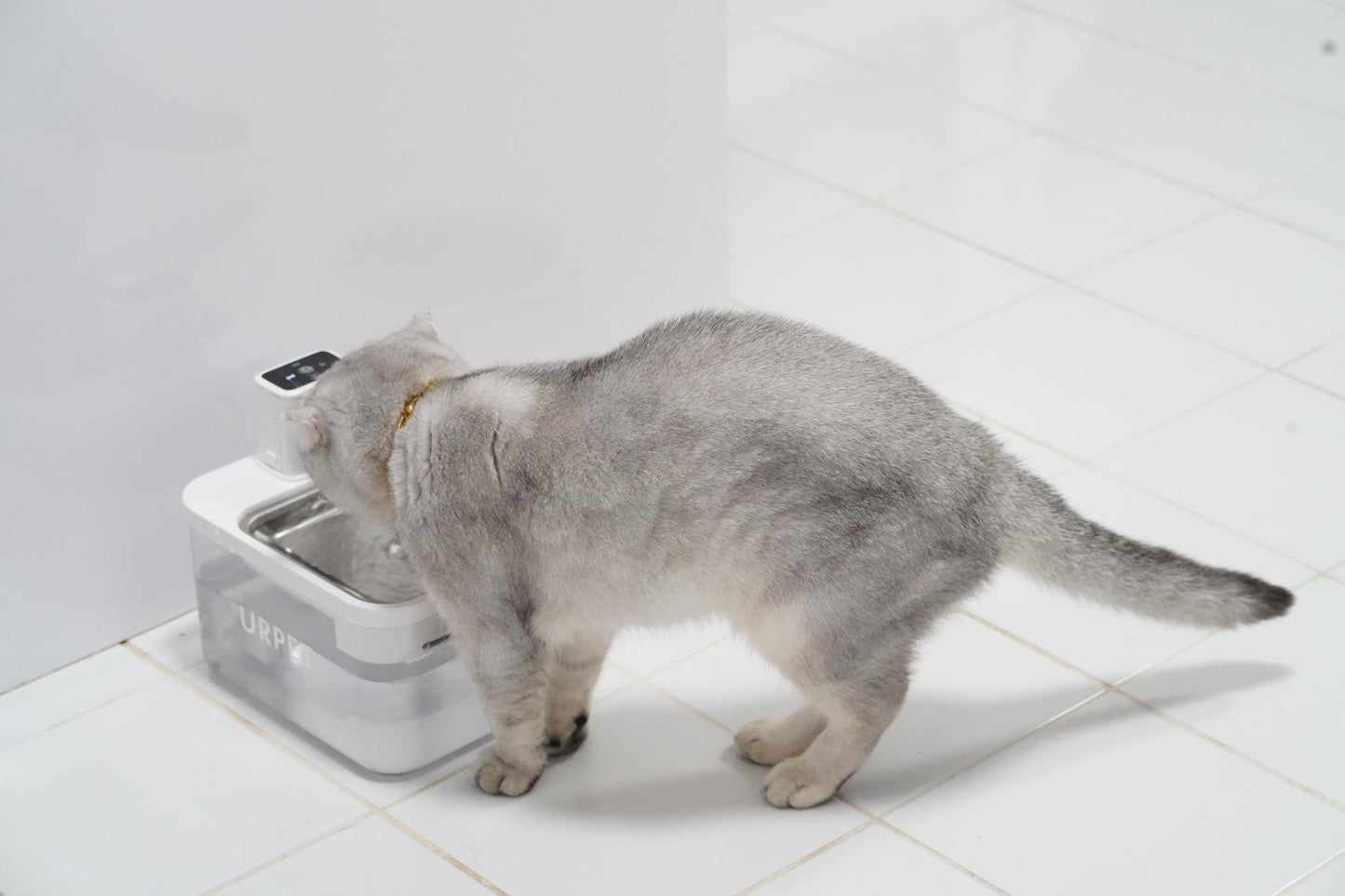 Fontaine à Eau Automatique pour Chat